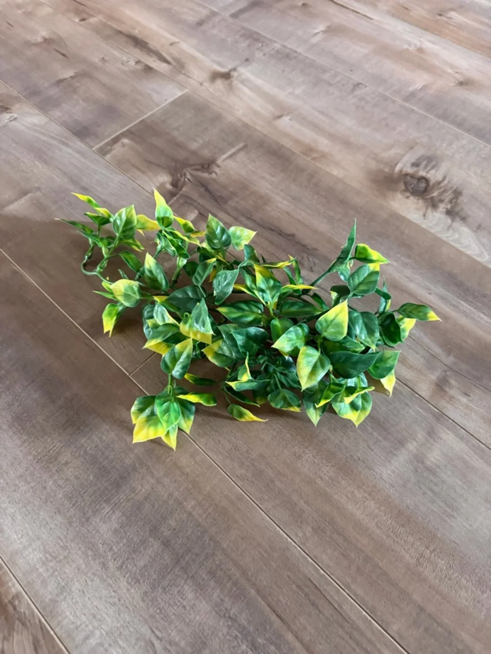 Reptile Terrarium Set - Thrive Hanging Terrarium Plant & Sandblasted Grapevine